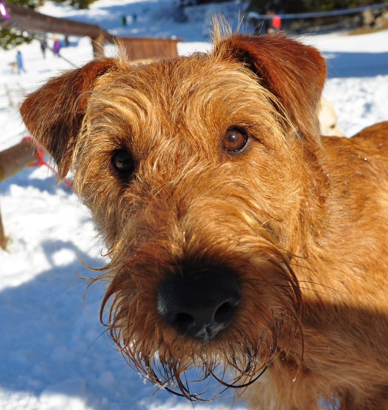My dog, an irish terrier